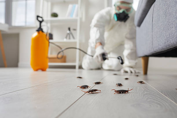 Trusted Ant Control service in McConnelsville, OH - Nex Pest Control